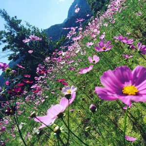 今が本当に見頃です☆