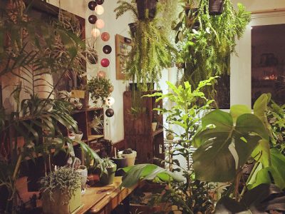 高知市一宮にあるオシャレな植物店のくくあさんです。